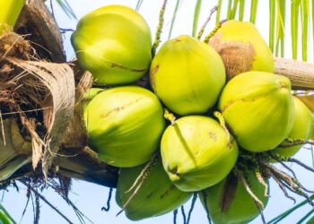 9 Benefits of Coconut Water for Pregnant Women, Important!