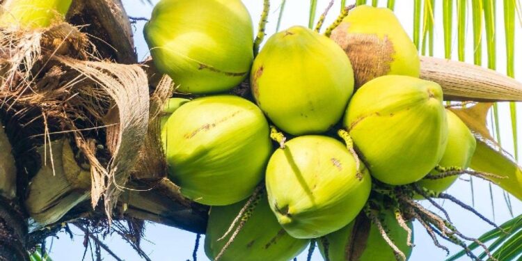9 Benefits of Coconut Water for Pregnant Women, Important!