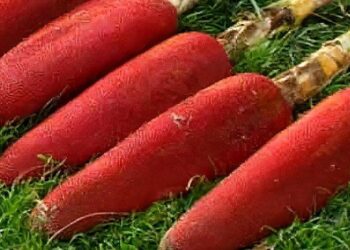 The Benefits of Papuan Red Fruit Are Really Amazing