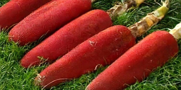 The Benefits of Papuan Red Fruit Are Really Amazing