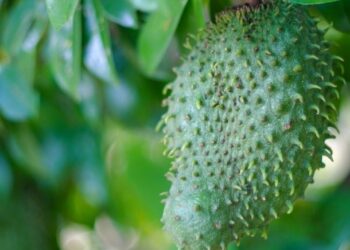 Tons of Benefits and Efficacy of Soursop Fruit for Health