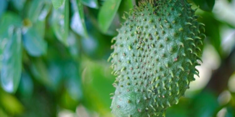 Tons of Benefits and Efficacy of Soursop Fruit for Health